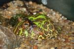 Argentine horned frog