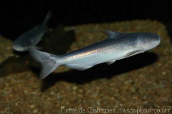 Baby whale catfish