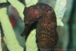 Thorny seahorse