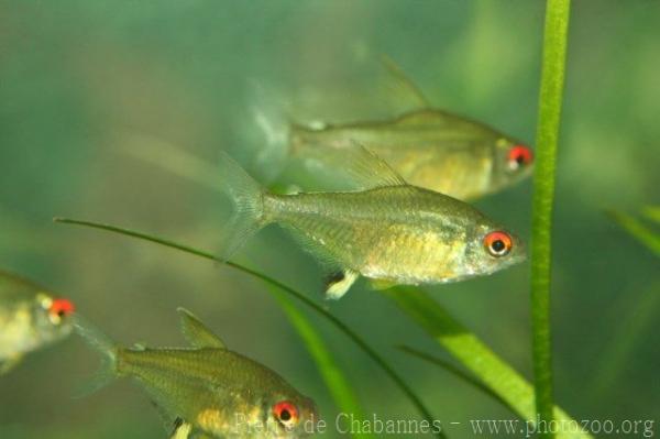 Lemon tetra