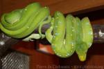 Green tree python