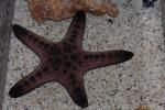 Chocolate chip sea star