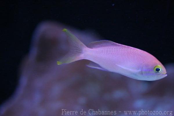 Charlene's anthias