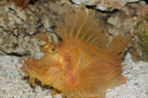 Eschmeyer's scorpionfish