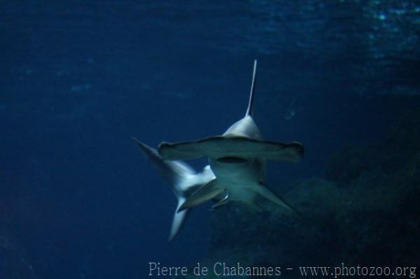 Scalloped hammerhead