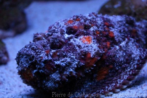 Stonefish