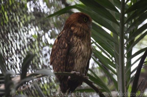 Philippine eagle-owl