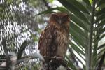 Philippine eagle-owl