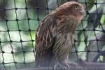 Philippine eagle-owl