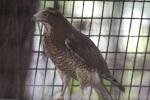 Grey-faced buzzard