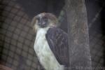 Philippine eagle