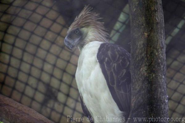 Philippine eagle