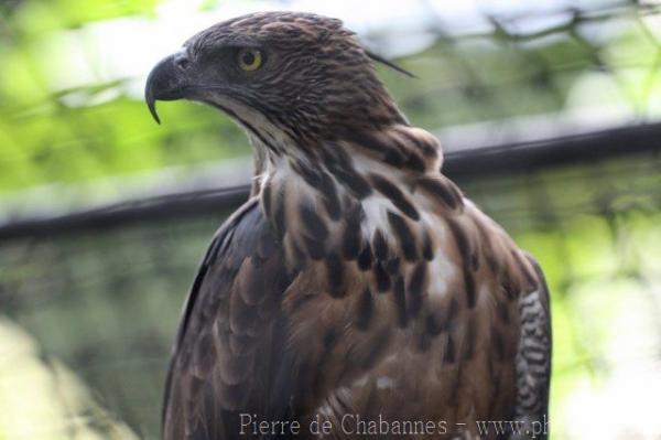 South Philippine hawk-eagle