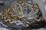 Reticulated python