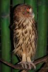 Philippine eagle-owl