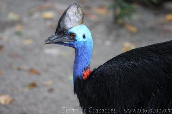 Southern cassowary