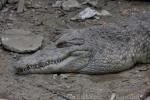 Philippine crocodile