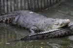 Saltwater crocodile