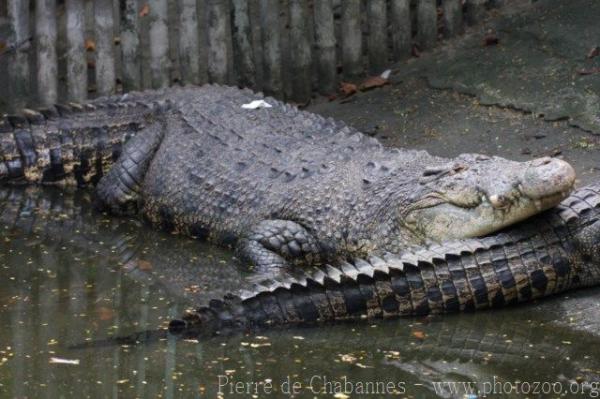 Saltwater crocodile