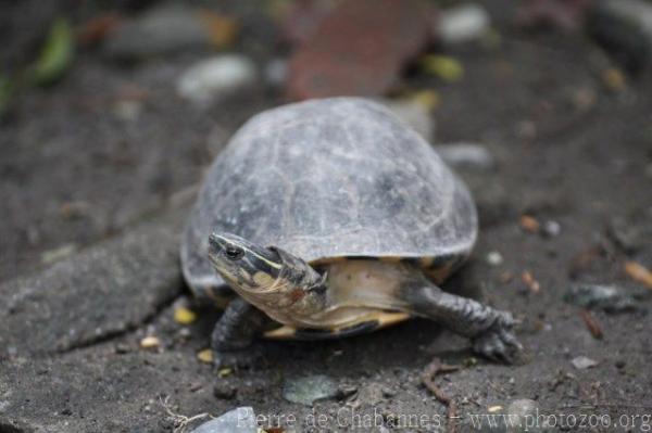 South-east Asian box turtle