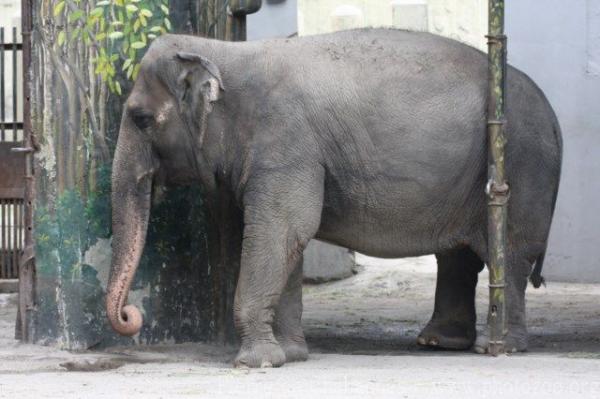 Asian elephant