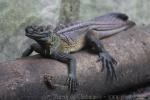 Philippine sailfin lizard