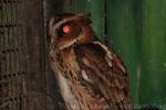 Giant scops-owl