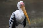 Painted stork