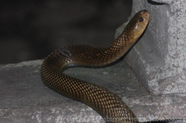 Philippine cobra