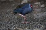 Philippine swamphen