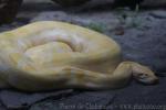 Burmese python