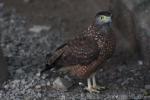 Philippine serpent-eagle