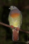 Pink-necked green-pigeon