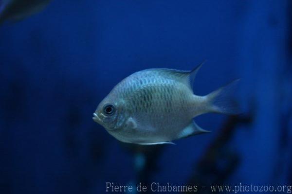 Staghorn damselfish