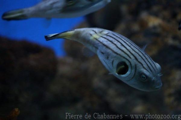 Narrow-lined puffer