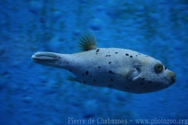 Blackspotted puffer