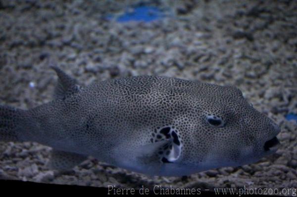 Stellate puffer