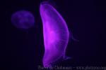 Moon jelly
