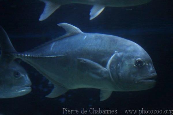 Giant trevally