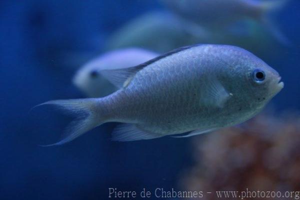 Blue green damselfish