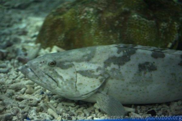 Orange-spotted grouper