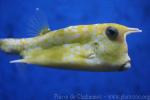 Longhorn cowfish