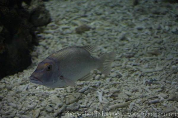 Longfin emperor