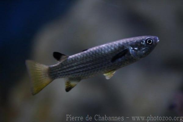 Squaretail mullet