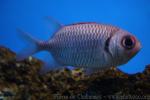 Doubletooth soldierfish