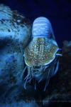 Chambered nautilus