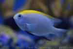 Bowtie damselfish