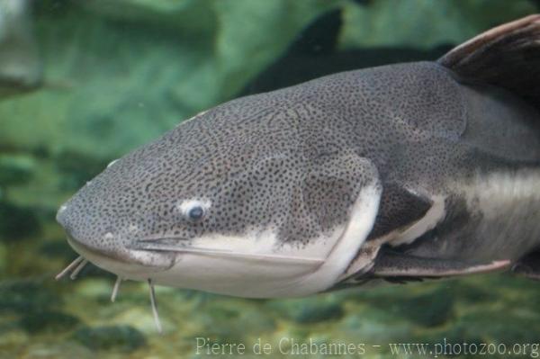 Redtail catfish