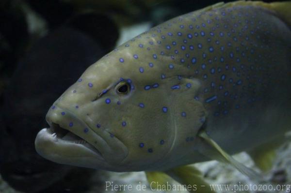 Spotted coralgrouper