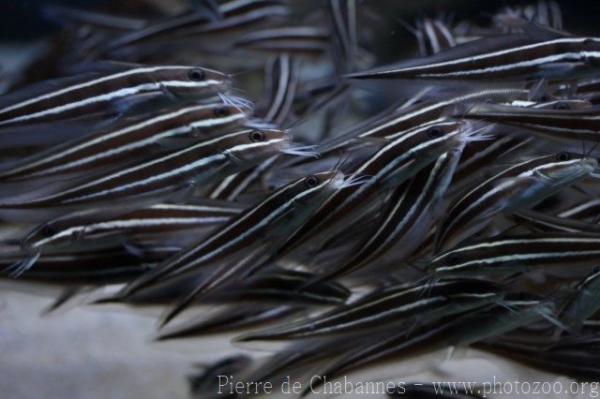 Striped eel catfish